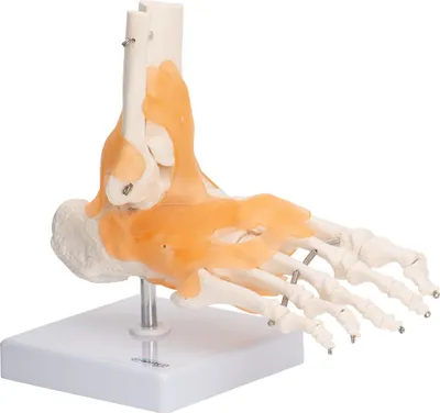Produktbild von Fußskelett Fuß Anatomie Modell lebensgroß mit Ligamenten Unterschenkelansätze