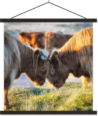 Produktbild von MuchoWow® Textilposter Schottische Hochlandrind - Tiere - Sonne 90x90 cm mit schwarzem Rahmen - Magnetisches