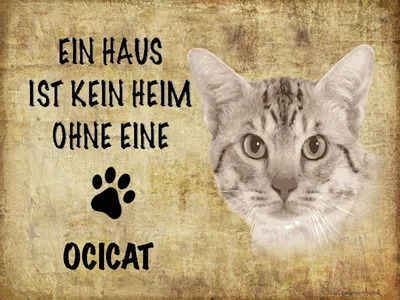 Produktbild von vianmo Holzschild 30x40 cm Ocicat Katze ohne kein Heim