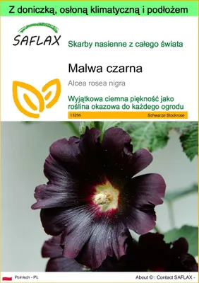 Zdjęcie produktu dla SAFLAX - Garden to go - Malwa czarna - 100 Nasiona - Z doniczką, pokrywą klimatyczną i podłożem do uprawy - Alcea rosea nigra