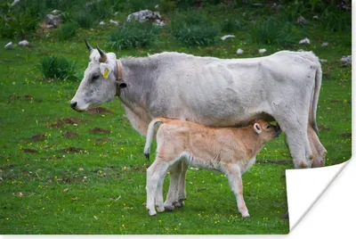Produktbild von MuchoWow® Poster Kühe - Tiere - Natur 30x20 cm - Plakate - Print