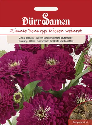 Produktbild von Dürr-Samen - Zinnien Benarys Riesen weinrot einjährig 80 cm - Saatgut - 1988