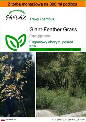Zdjęcie produktu dla SAFLAX - Garden in the bag - Giant-Feather Grass - 10 Nasiona - Z podłożem uprawowym w praktycznej, samorozkładającej się torbie - Stipa gigantea