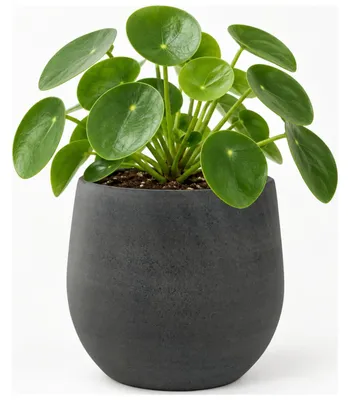 Produktbild von Steege Pflanztopf - moderner Look - schwarz - 36 x 32 cm