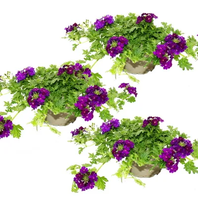 Produktbild von Eisenkraut hängend - Verbena - 12cm Topf - Set mit 3 Pflanzen - blau