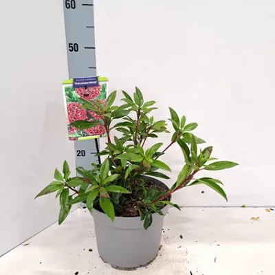 Immagine prodotto di Kalmia lat. 'Kaleidoskop' - Alloro di montagna | 25-30 cm in vaso