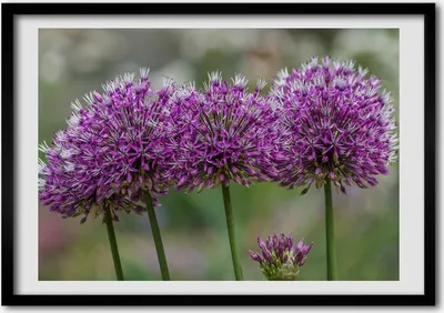 Produktbild von Bild - Bilder - Bilderrahmen - 70 cm x 50 cm - MDF-Rahmen, Wandkunst Knoblauch Blume