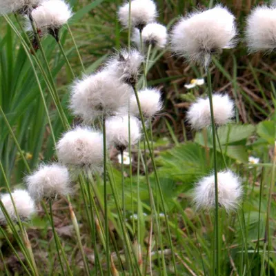 Produktbild von 6 x Scheidenwollgras - Eriophorum vaginatum  - Topf 9cm x 9cm