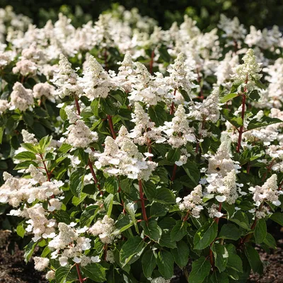 Produktbild von Green boutiQ - Gartenpflanze - Hydrangea panniculata Living Infinity - Rispenhortensie - Winterhart - Weiß - 3 Pflanzen - Topf 12cm - Höhe 20-30cm