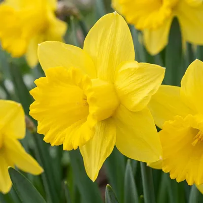 Image de Green boutiQ - Bloembollen - Narcis Yellow - Kleur Geel - 40 stuks - Bolmaat 10/12