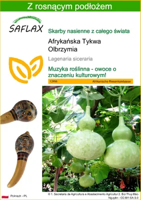 Zdjęcie produktu dla SAFLAX - Afrykańska Tykwa Olbrzymia - 15 Nasiona - Z podłożem uprawowym wolnym od zarazków - Lagenaria siceraria