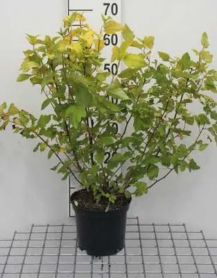 Immagine prodotto di Physocarpus opulif. 'Dart's Gold' - Vescica gialla 30- 40 cm - Contenitore