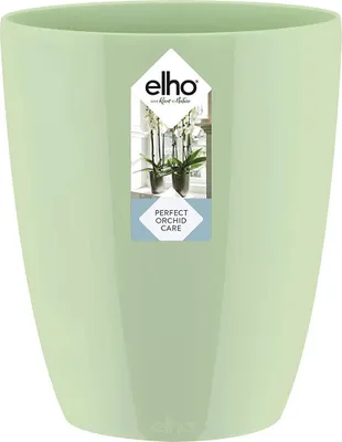 Produktbild von brussels diamond orchidee hoch 12,5cm  zartes grün