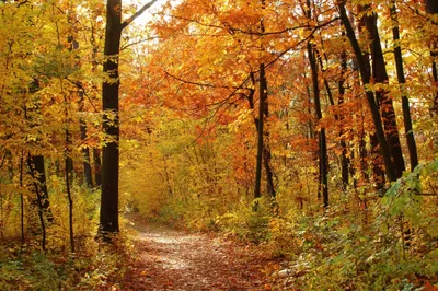 Produktbild von Fototapete Vlies 22419 Autum Forest 10-tlg. 500 x 280 cm