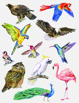 Produktbild von Kindertattoo Vögel