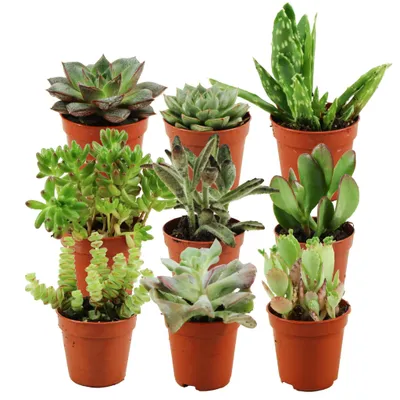 Produktbild von Zynesflora Mini Sukkulenten Mix im Ø 5.5 cm Pflanzentopf - 9 Stück - Succulenten Fettpflanzen Zimmerpflanze Kakteen Kaktus - Höhe: 5-10 cm