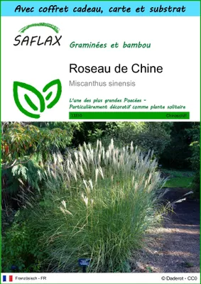 Image de SAFLAX Ensemble-cadeau - Roseau de Chine - 200 graines - Miscanthus