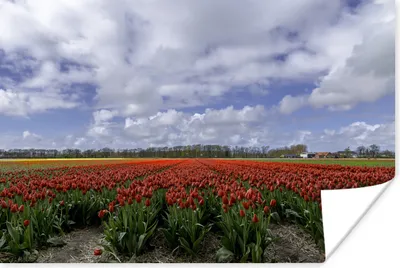Produktbild von MuchoWow® Poster Rote Tulpen auf dem Keukenhof in Südholland 120x80 cm - Bilder