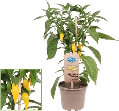 Zdjęcie produktu dla Roslina chili - ostra - papryczka chili - krzak papryki na balkon i do ogrodu - doniczka 14 cm - warzywa na wynos