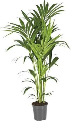 Image de Palmier Kentia (Howea Forsteriana) Ø 21 cm, 130 cm, facile d'entretien, palmier d'intérieur, plante d'intérieur