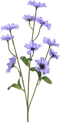 Produktbild von Kornblume FLOWER