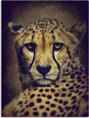 Produktbild von ARTland Leinwandbild Gepard Größe: 45x60 cm