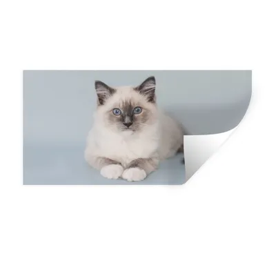 Produktbild von MuchoWow® Wandtattoo Wandsticker Wandaufkleber Katze - Ragdoll Katze - Blau - Mädchen - Kinder - Jungen - Kind 160x80 cm Selbstklebend und Repositionierbar - Sticker - Dekorfolie