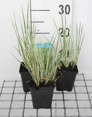 Obrázek produktu pro 6 x Acorus gramineus - Trávníček - květináč 9 x 9 cm