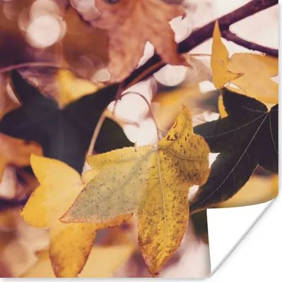 Produktbild von MuchoWow® Poster Blätter - Ahorn - Herbst - Jahreszeiten 50x50 cm - Wohnzimmerdekoration