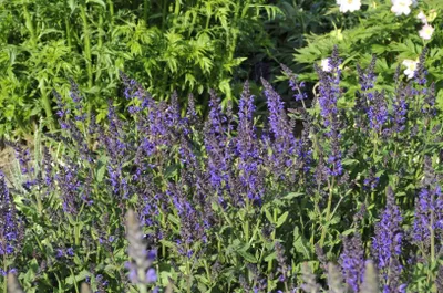 Produktbild von Salvia nemorosa 'Viola Klose', Steppensalbei, violett, ca. 9x9 cm Topf