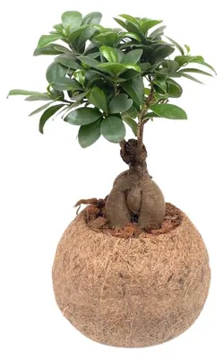Obrázok produktu pre Kokodama Ficus microcarpa ženšen (L)