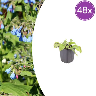 Immagine prodotto di Symphytum grand. 'Wisley Blue' | 48 pezzi - 10-25cm - Ø9cm - Pianta da giardino