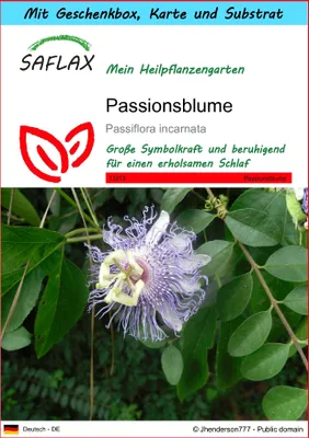 Produktbild von SAFLAX Geschenk Set - Passionsblume - Passiflora incarnata - 5 Samen - Mit Geschenkbox, Versandaufkleber, Geschenkkarte und Anzuchtsubstrat