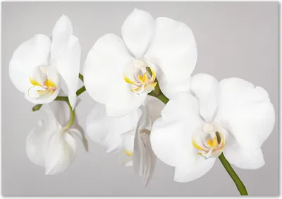 Produktbild von Tulup® Glas-Bild - 100 x 70 - Wandbild aus Glas - Wandkunst - Wandbild hinter gehärtetem Sicherheitsglas - Blumen & Pflanzen - Orchidee - Weiß
