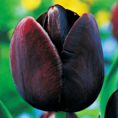 Zdjęcie produktu dla Tulipan Pojedynczy Późny Queen Of Night 5 szt. Tulipany Cebulki Tulipanów Cebule