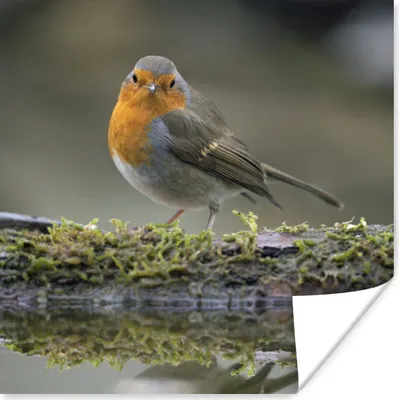 Produktbild von MuchoWow® Poster Rotkehlchen - Wasser - Moos 75x75 cm - Wand Dekoration