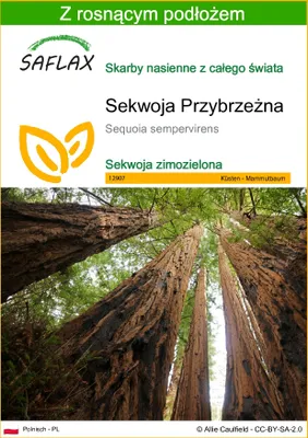 Zdjęcie produktu dla SAFLAX - Sekwoja Przybrzeżna - 50 Nasiona - Z podłożem uprawowym wolnym od zarazków - Sequoia sempervirens