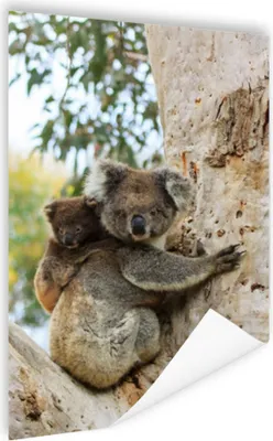 Produktbild von MuchoWow® Poster Koalas - Kind - Baum - Jungen - Mädchen 80x120 cm - Papierdruck