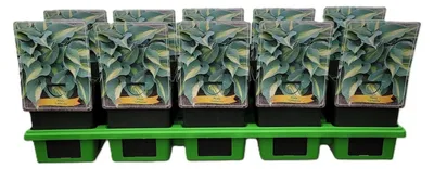 Productafbeelding van JUNAVERA Hosta Catherine | Hartlelie | 11 cm pot | ca. 10 tot 20 cm hoog | Schaduwplant