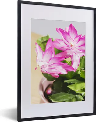 Produktbild von MuchoWow® MuchoWow® Gerahmtes Poster Blühender Deckelkaktus 30x40 cm - Poster mit zchwarzem Bilderrahmen - Wandposter Schlafzimmer