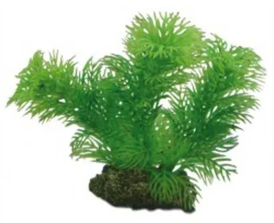 Productafbeelding van Hobby Plant Egeria 13CM