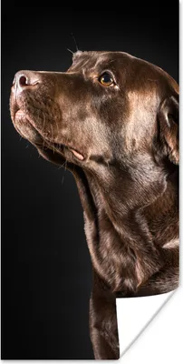 Produktbild von MuchoWow® Poster Hund - Braun - Porträt 60x120 cm - Wandschmuck