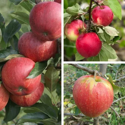 Produktbild von Familienbaum Trio Apfelbaum mit drei Apfelsorten Gala - Cox Orange - Jonagold auf M7