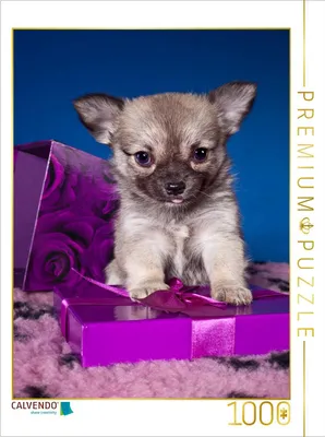 Produktbild von CALVENDO Puzzle Ein Motiv aus dem Kalender Chihuahua Welpen | 1000 Teile Lege-Größe 64x48cm Foto-Puzzle für glückliche Stunden