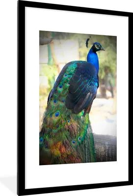 Produktbild von MuchoWow® Gerahmtes Poster Tiere - Pfau - Federn 60x90 cm - Poster mit Schwarzem Bilderrahmen Wandposter Rahmen Foto Bilder - Dekoration - Wandposter Wohnzimmer - Hochwertig