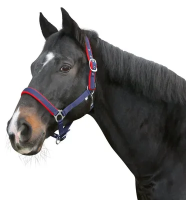 Produktbild von Halfter Dexter mit Fleece- unterlage, schwarz, Gr. 2