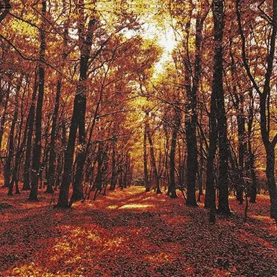 Produktbild von Servietten 33x33 cm - Autumn Forest