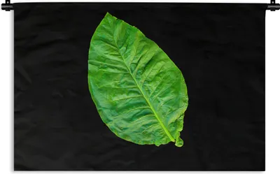 Produktbild von MuchoWow® Wandteppich Wandbehang Grüne Blätter auf schwarzem Hintergrund 90x60 cm Tapisserie Dekoration Wandtuch - Wandskulpturen - Bildteppich