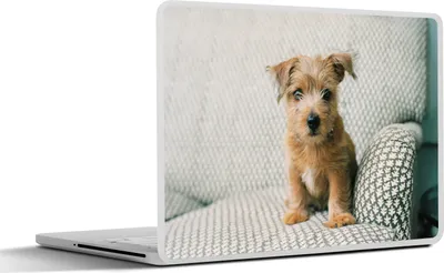 Produktbild von MuchoWow® Laptop Aufkleber Sticker Cover Ein Welpe sitzt auf dem Sofa 30x21 cm - Sticker für Laptop - Selbstklebend