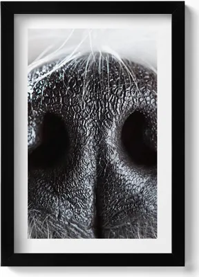 Produktbild von Nahaufnahme einer Tiernase– Wandbild mit Rahmen – Gerahmtes Bild  – Wanddekoration – 20x30 cm – Schwarz